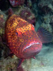 Red Sea Coral Grouper taken at Sharks Observatory, Ras Mo... by Nikki Van Veelen 